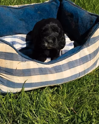 Adorabili cucciolini Cocker Spaniel