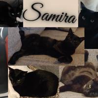 Samira, Gattina Nera di 3 Anni