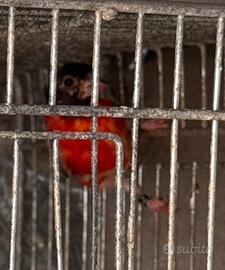 Cardinalini del Venezuela
