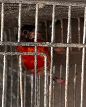 Cardinalini del Venezuela