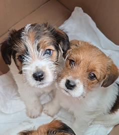 Cucciolo di Jack Russell broken ruvido