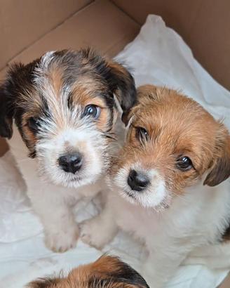 Cucciolo di Jack Russell broken ruvido