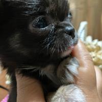 Chihuahua maschietto toy