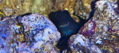 Ecsenius Bicolor pesce marino