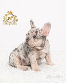Esclusiva Principessina Bulldog Francese blu merle