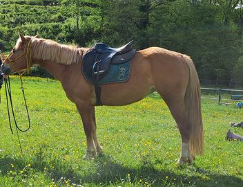 Cavalla per principianti Gravida