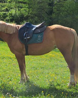 Cavalla per principianti Gravida