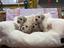 Immagine 28