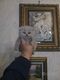 Scottish fold è straight