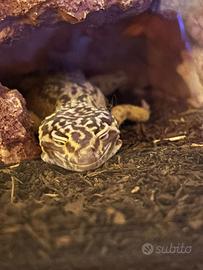 Geco leopardino
