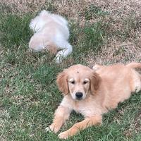 Cuccioli di Golden Retriever