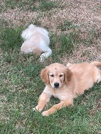 Cuccioli di Golden Retriever