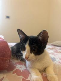 Gattini