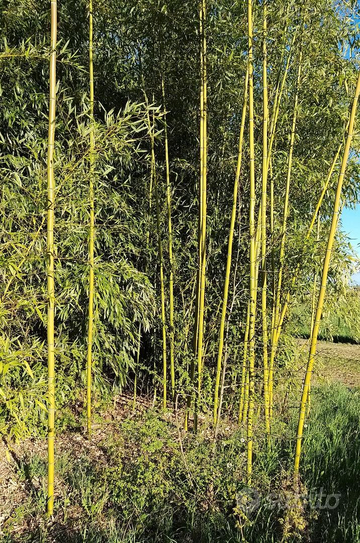 Canne di bambù bamboo - Arredamento e Casalinghi In vendita a Rimini