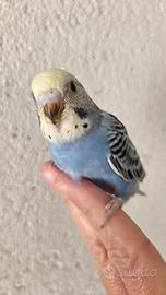 Uccelli