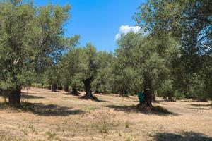 terreno agricolo 