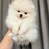 Spitz di Pomerania nano