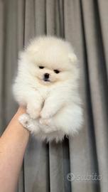 Spitz di Pomerania nano