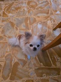 Disponibile per monta chihuaua nano con pedigree