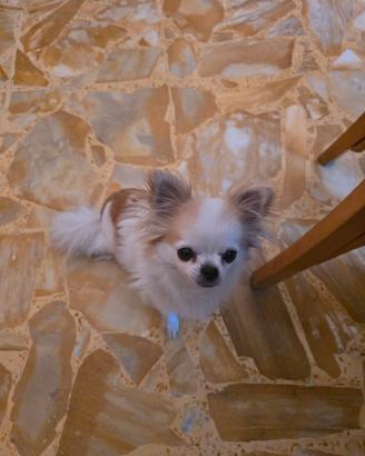 Disponibile per monta chihuaua nano con pedigree