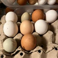 Galline ovaiole -Amrok