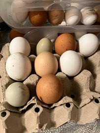 Galline ovaiole -Amrok