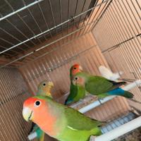 Inseparabili