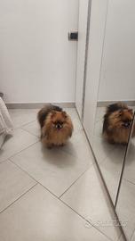 Spitz di Pomerania