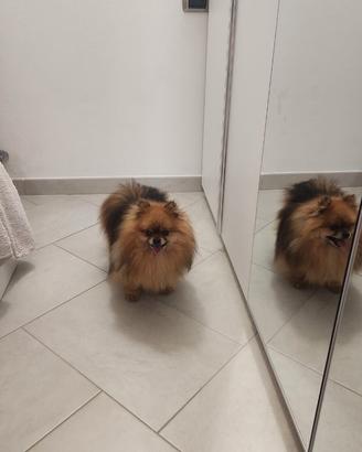 Spitz di Pomerania