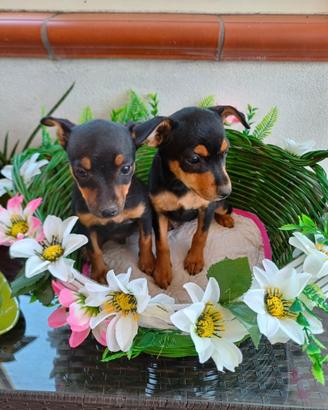 Cuccioli di pinscher nano