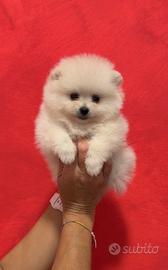 POMERANIA maschi e femmine TOTAL WHITE