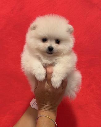 POMERANIA maschi e femmine TOTAL WHITE