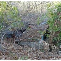 Terreno Agricolo Fabriano [A4283322]