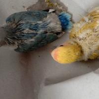 Inseparabili pappagalli pulli