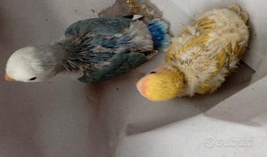 Inseparabili pappagalli pulli 3460315916