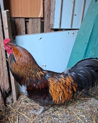 Gallo cresta a mora