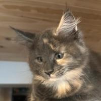 Maine Coon