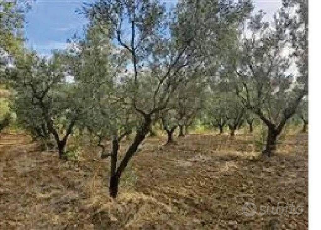 Immobile in asta di 19088 m² a Santa Sofia d'Epiro - Vista 5