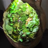 Terrario / Paludario bioattivo in anfora