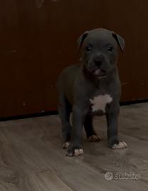 Cani cuccioli Pitbull