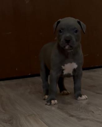 Cani cuccioli Pitbull