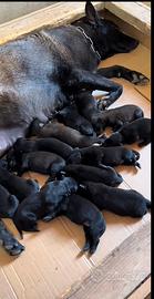 Pastore belga malinois