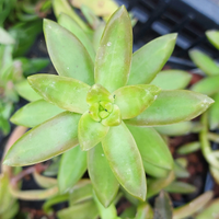 Sedum nussbaumerianum piante grasse