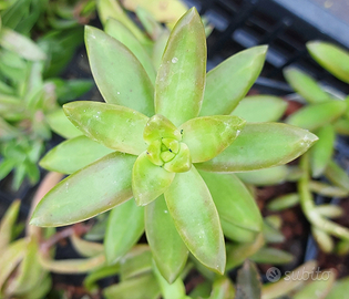 Sedum nussbaumerianum piante grasse