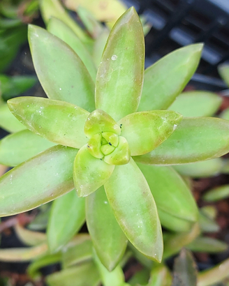 Sedum nussbaumerianum piante grasse