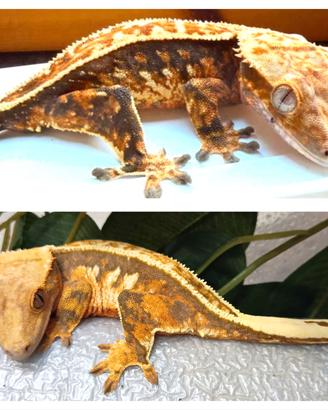 Coppia geco Ciliatus ,scambi con leopardini