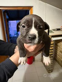 American Pitbull terrier ukc