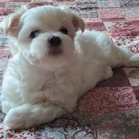 Cuccioli di cane Maltese con Pedigree