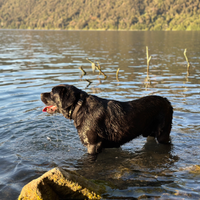 Labrador pedigree disponibile per monte