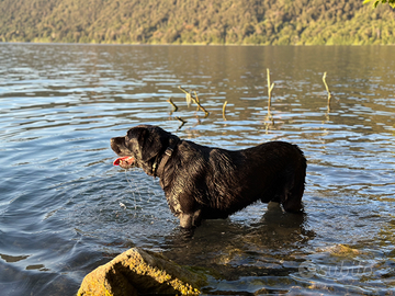 Labrador pedigree disponibile per monte